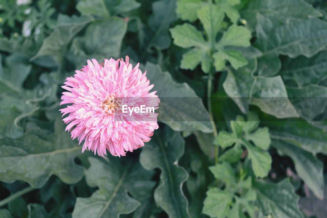 CLOSE-UP OF PINK FLOWER BLOOMING IN PARK