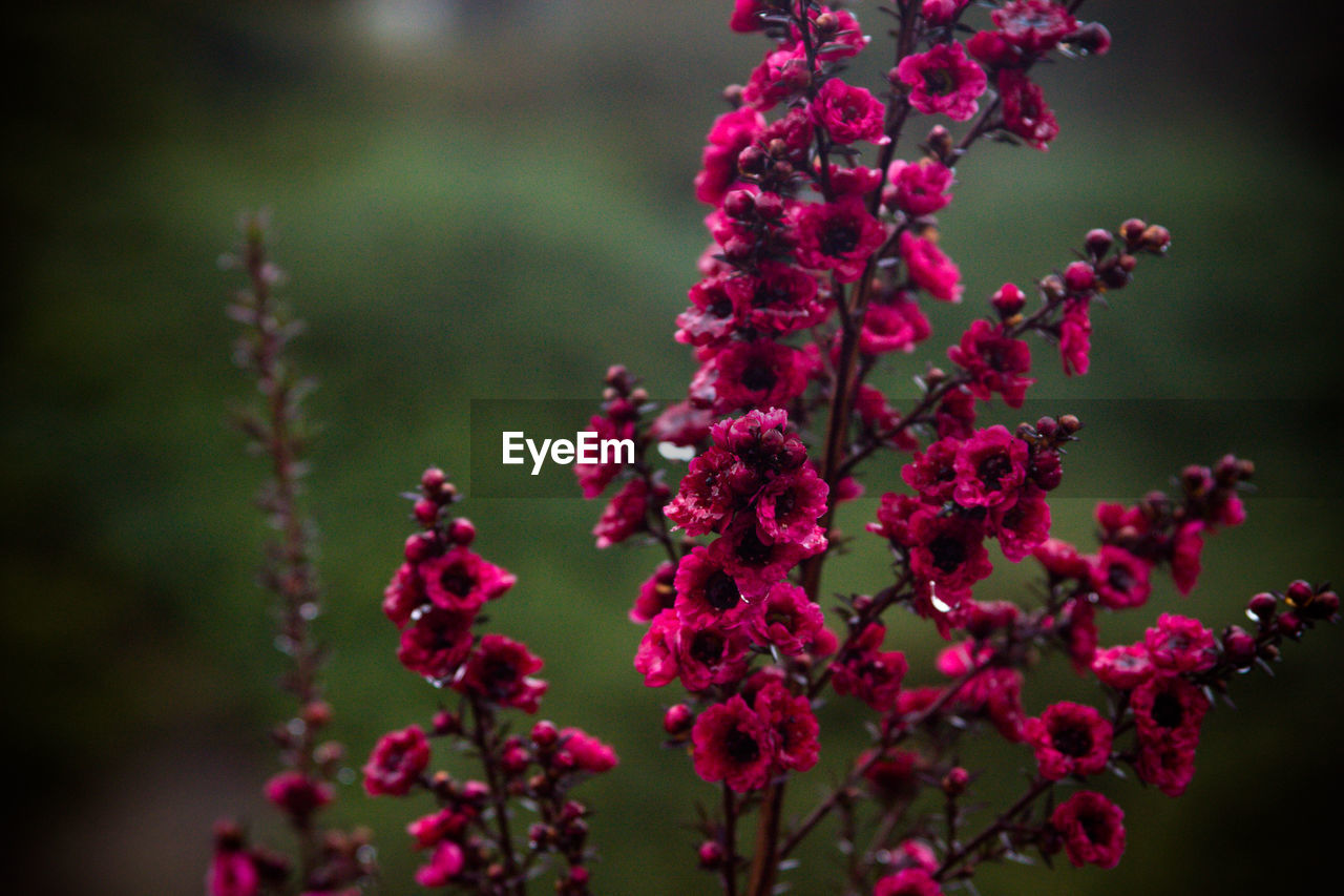 CLOSE-UP OF PINK FLOWER BUDS