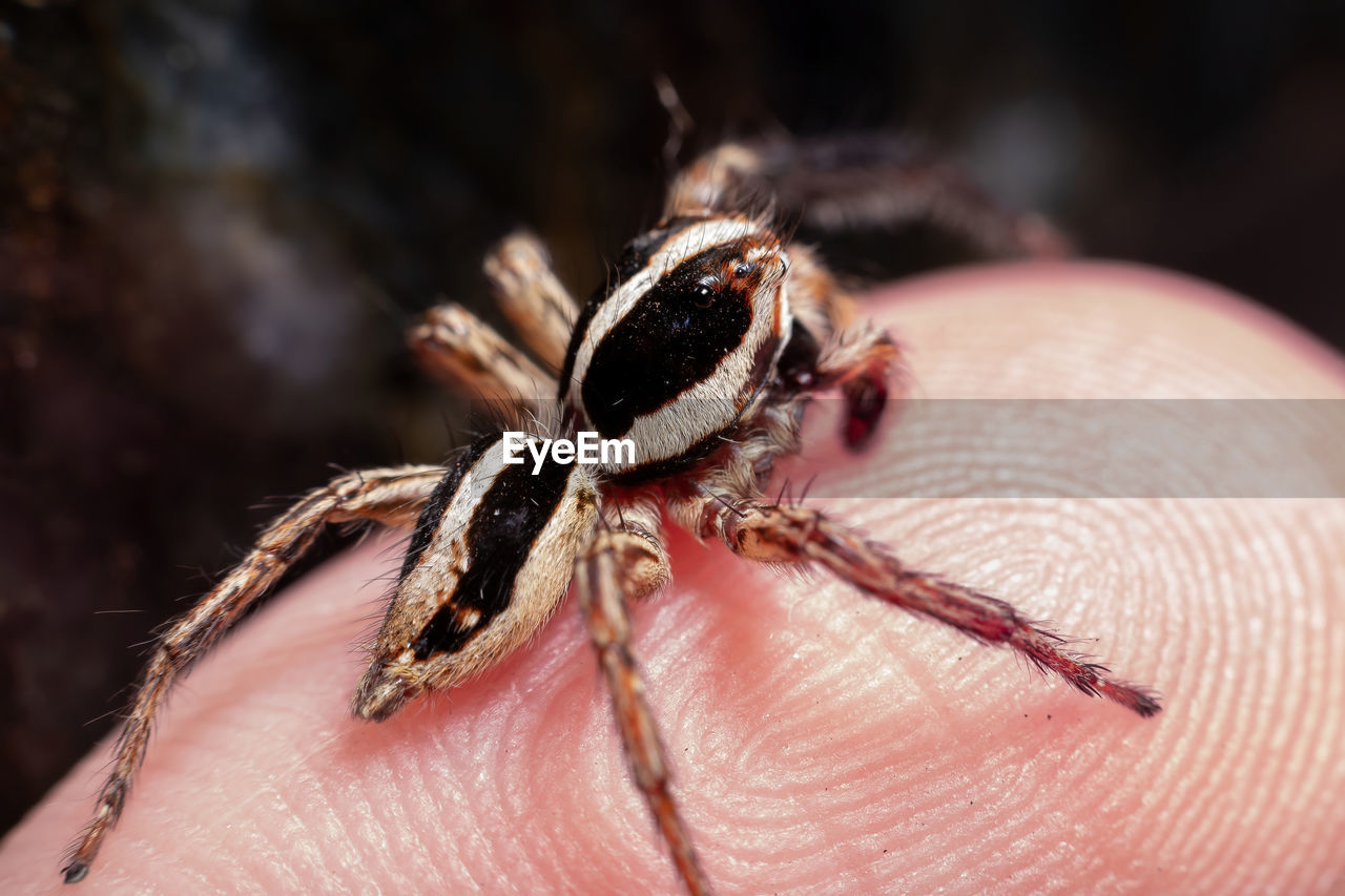 CLOSE-UP OF SPIDER ON HAND HOLDING LEAF