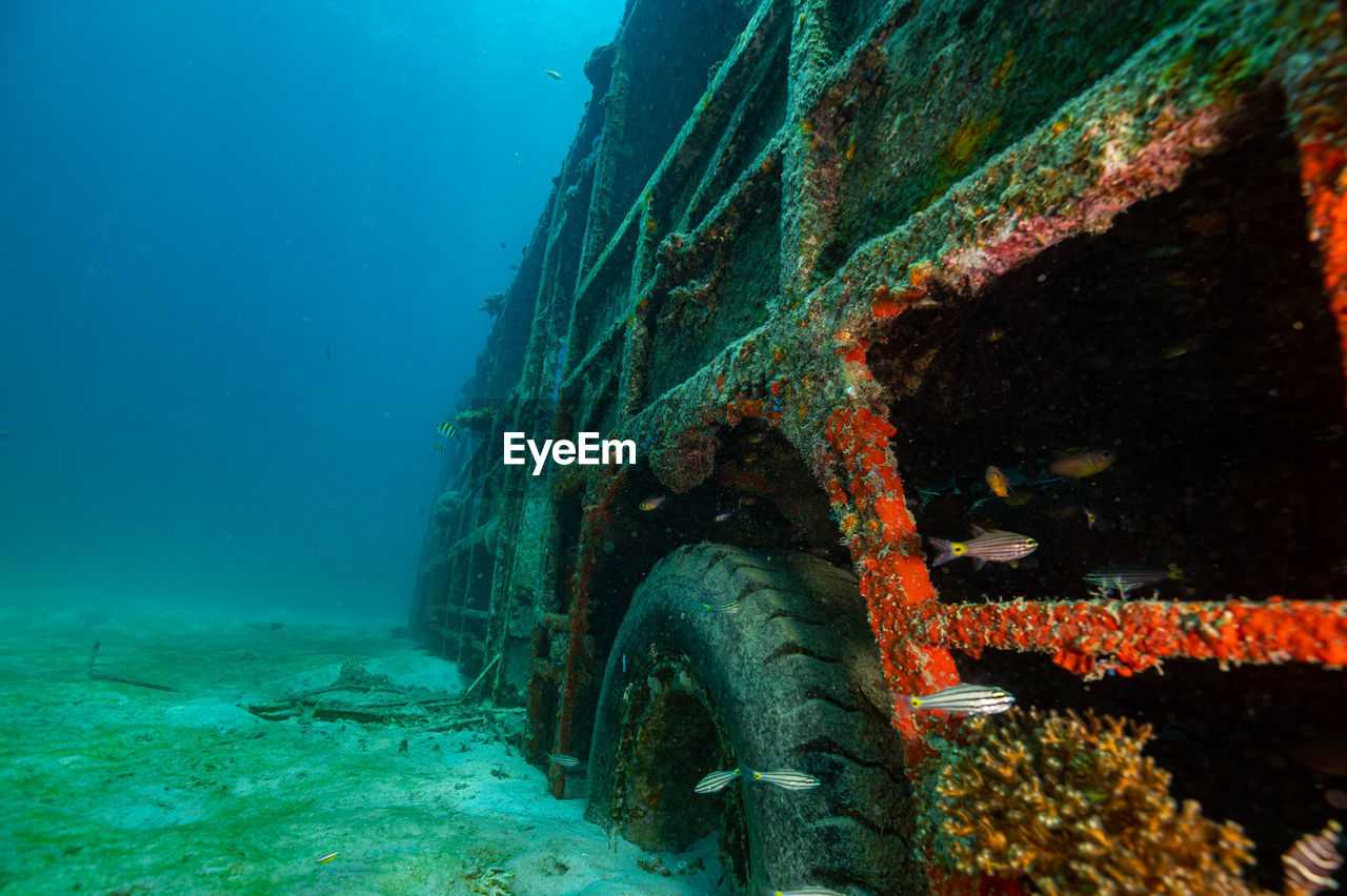 vehicle, water, sea, underwater, shipwreck, undersea, reef, nature, ship, marine biology, animal, sea life, sports, water sports, animal themes, transportation, nautical vessel, ocean, no people, wildlife, marine, animal wildlife, outdoors, mode of transportation