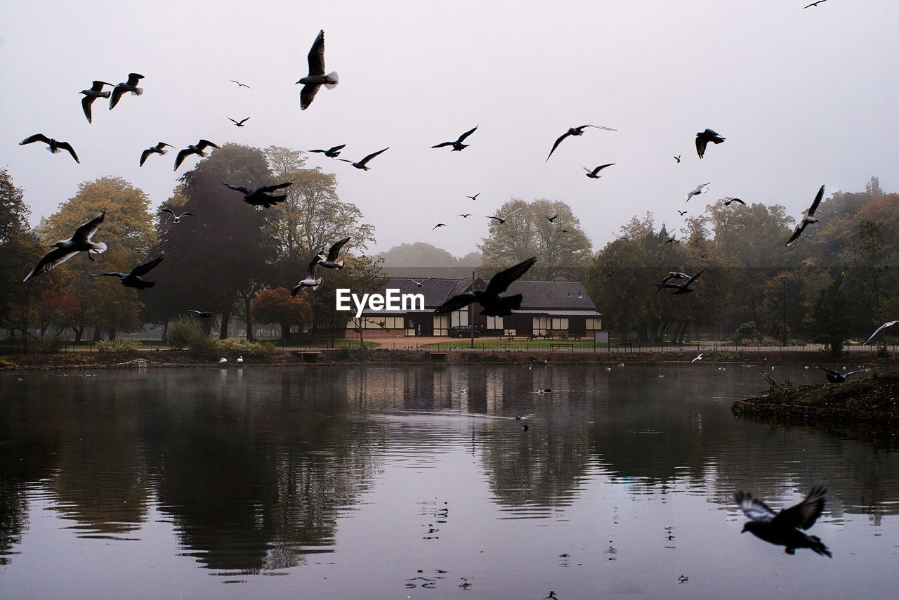 VIEW OF BIRDS FLYING OVER WATER