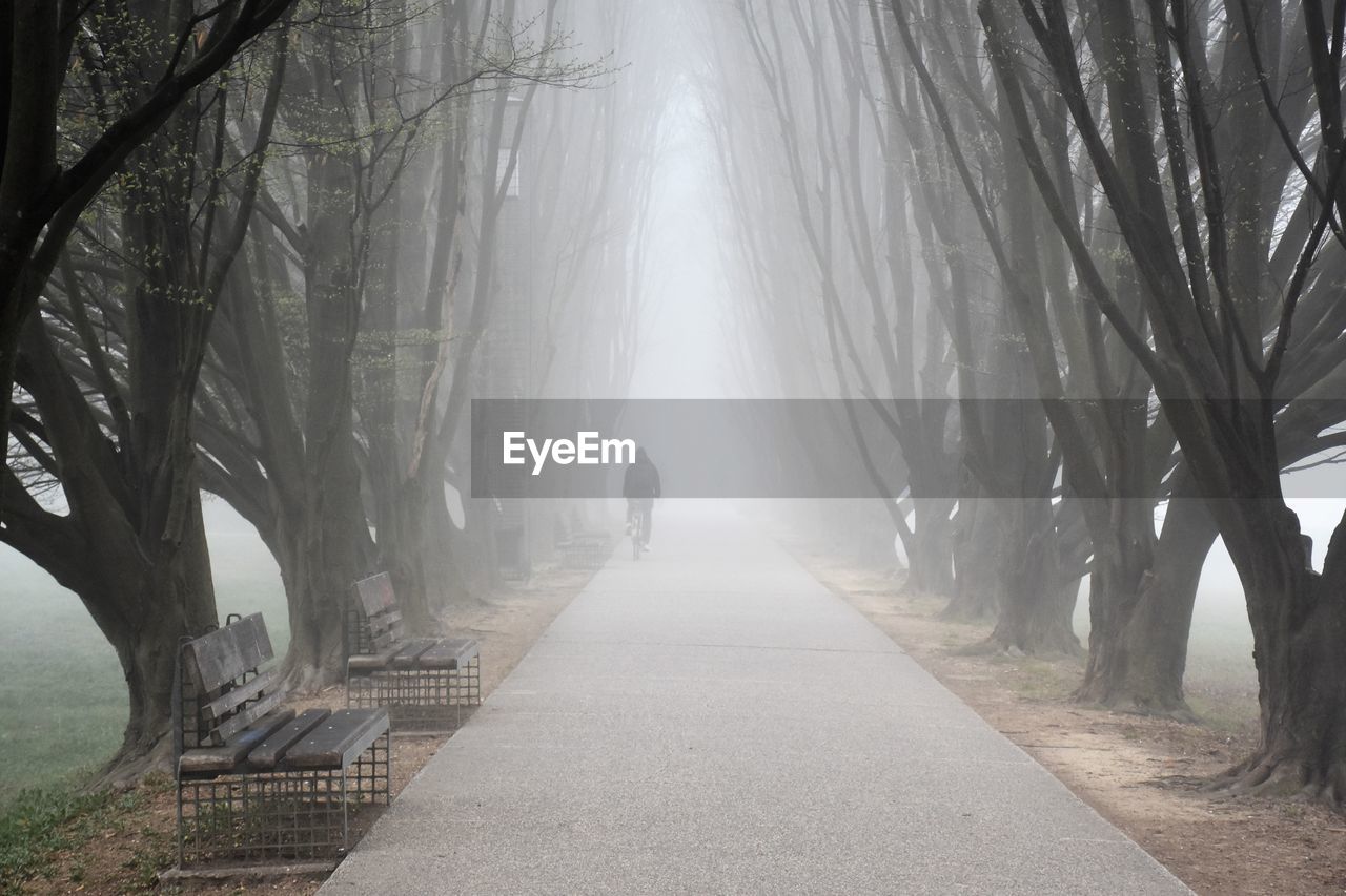tree, fog, mist, morning, plant, nature, forest, land, sunlight, environment, the way forward, beauty in nature, footpath, road, landscape, scenics - nature, tranquility, transportation, winter, walking, tree trunk, outdoors, trunk, natural environment, tranquil scene, treelined, diminishing perspective, non-urban scene, woodland, day, vanishing point, lifestyles