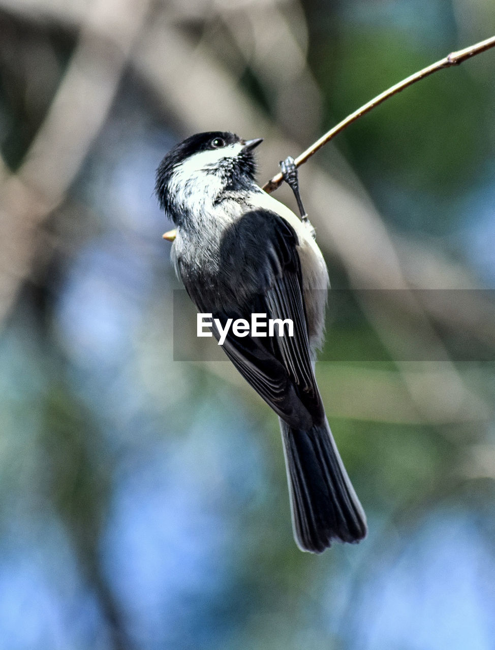 Close-up of bird perching