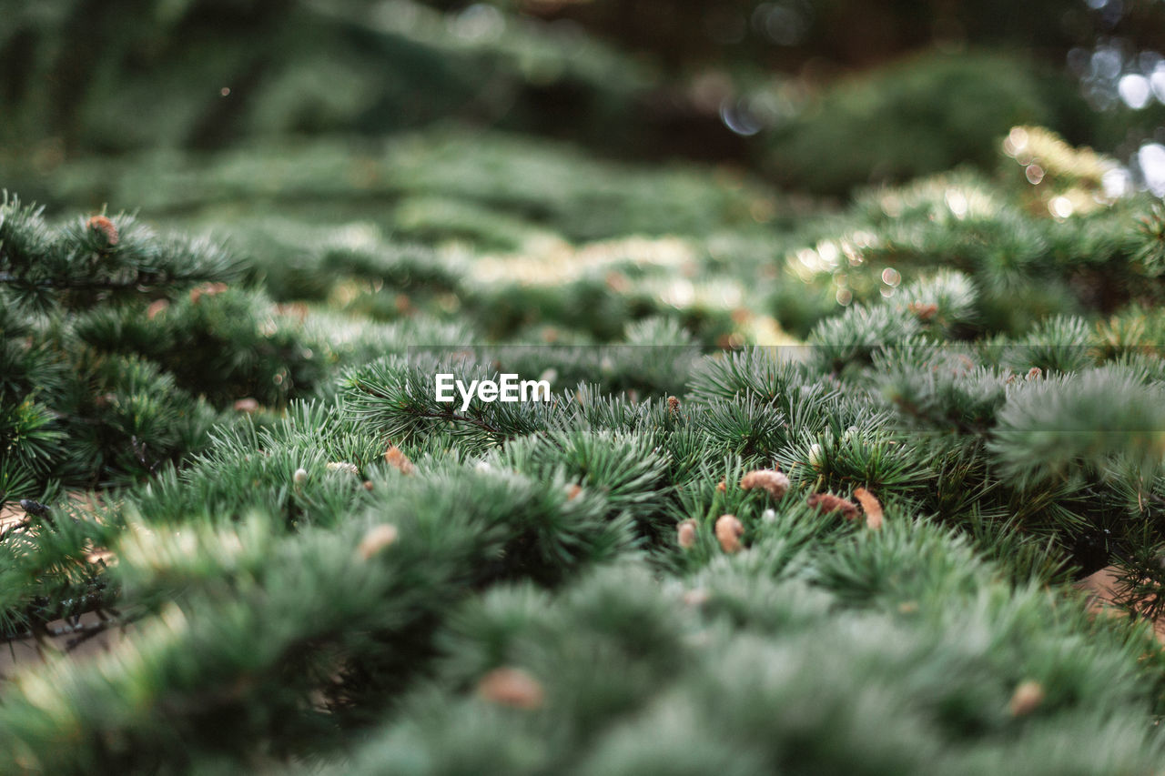 Spruce pine cedar fir fluffy branches with green needles prickles close-up