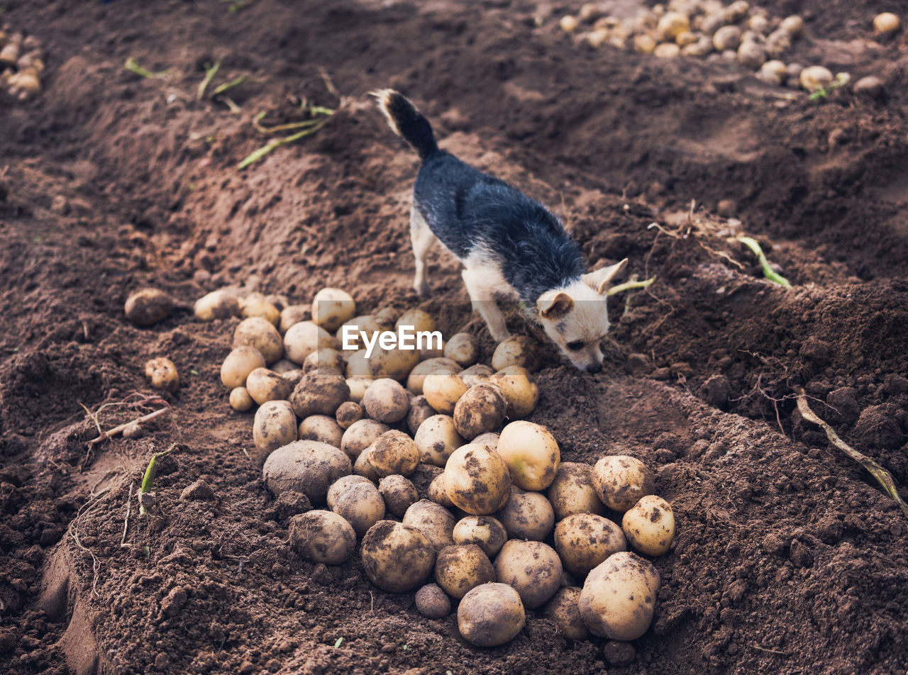 HIGH ANGLE VIEW OF SHEEP IN FIELD