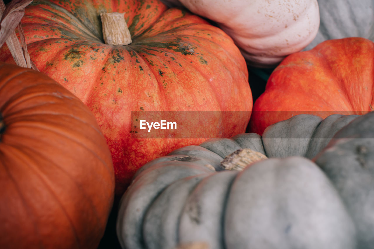 Close-up of pumpkins