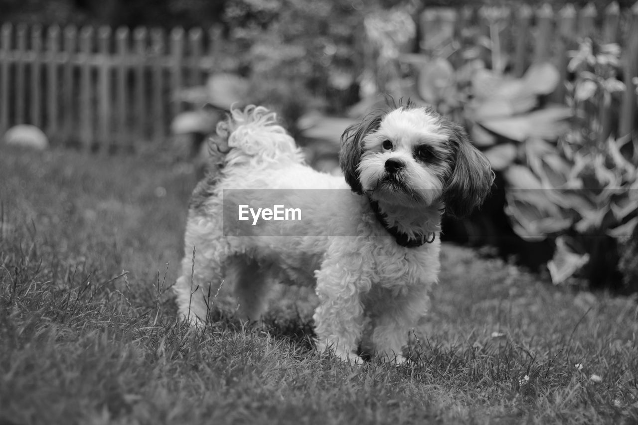 Portrait of dog on field