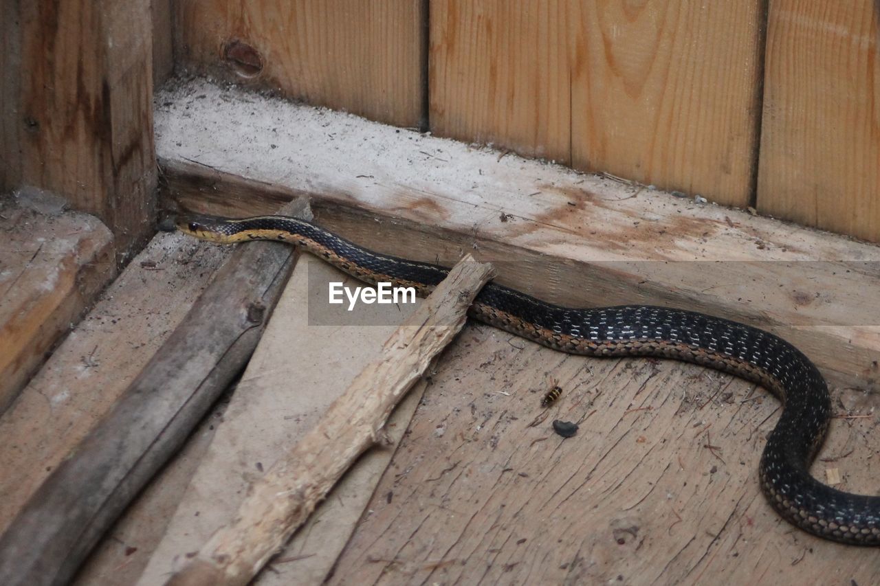 HIGH ANGLE VIEW OF CROCODILE ON WOOD