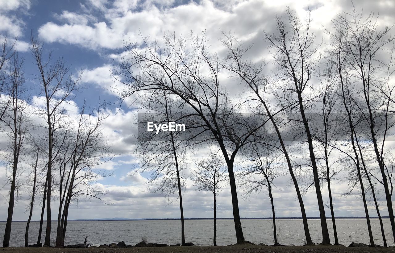 SCENIC VIEW OF BARE TREES AGAINST SKY