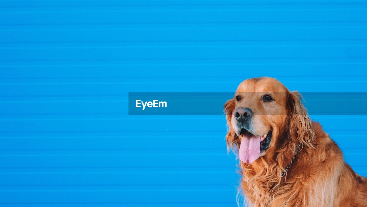 Close-up of dog sticking out tongue against blue shutter