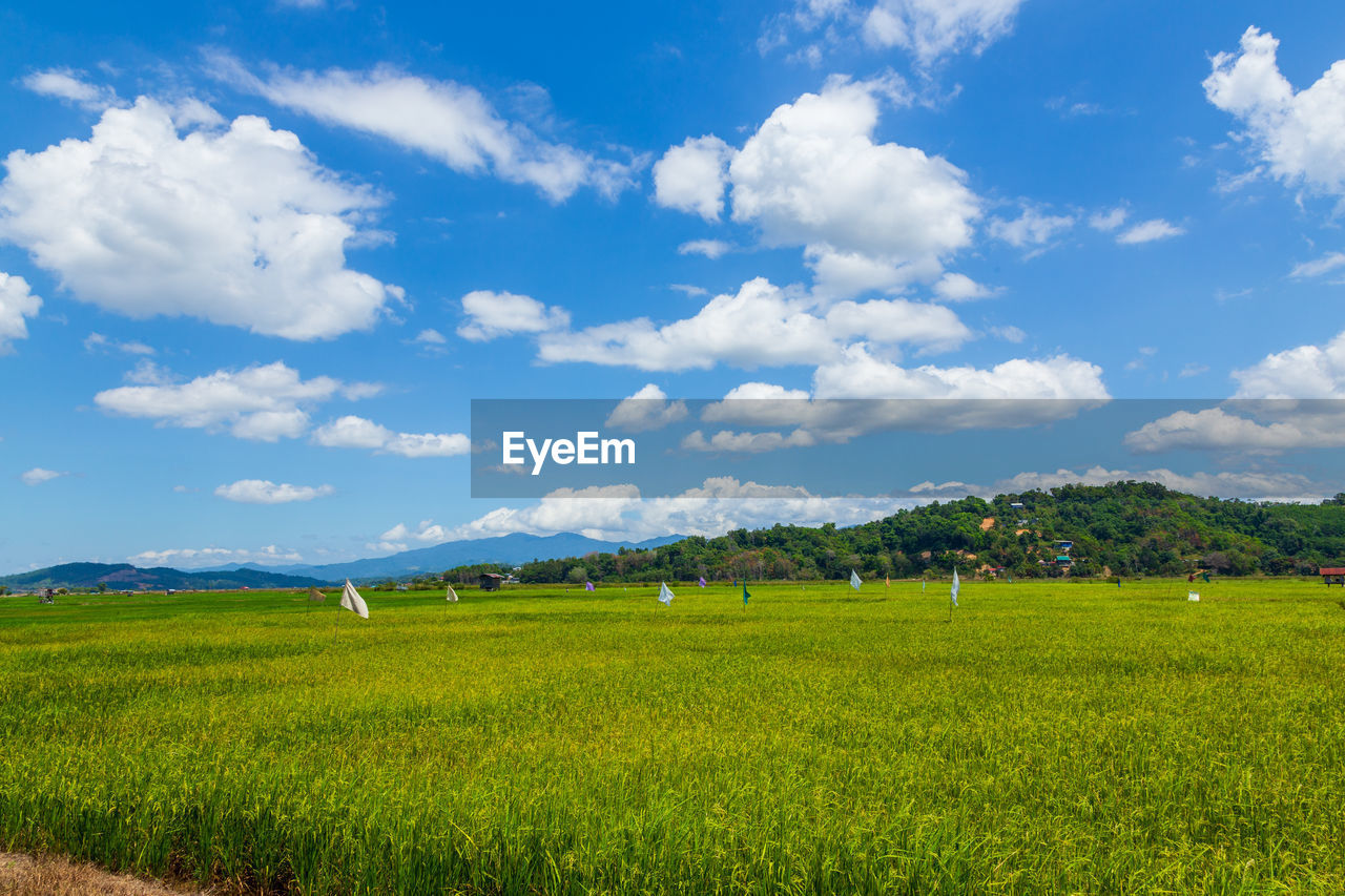 SCENIC VIEW OF FARM FIELD AGAINST SKY