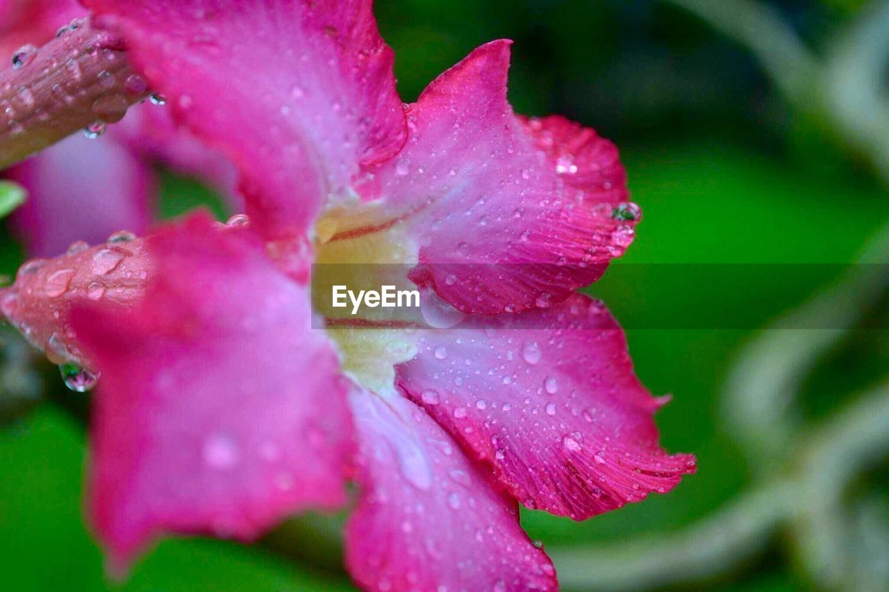 WATER DROPS ON PINK FLOWER