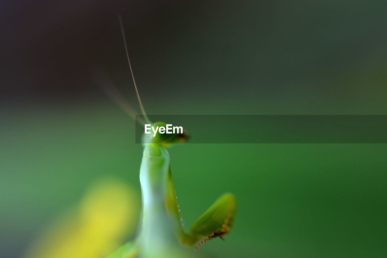 Macro shot of praying mantis