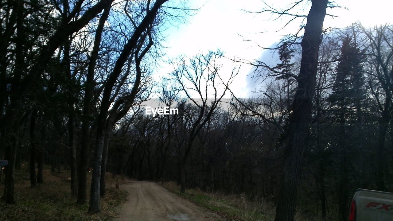 ROAD PASSING THROUGH TREES