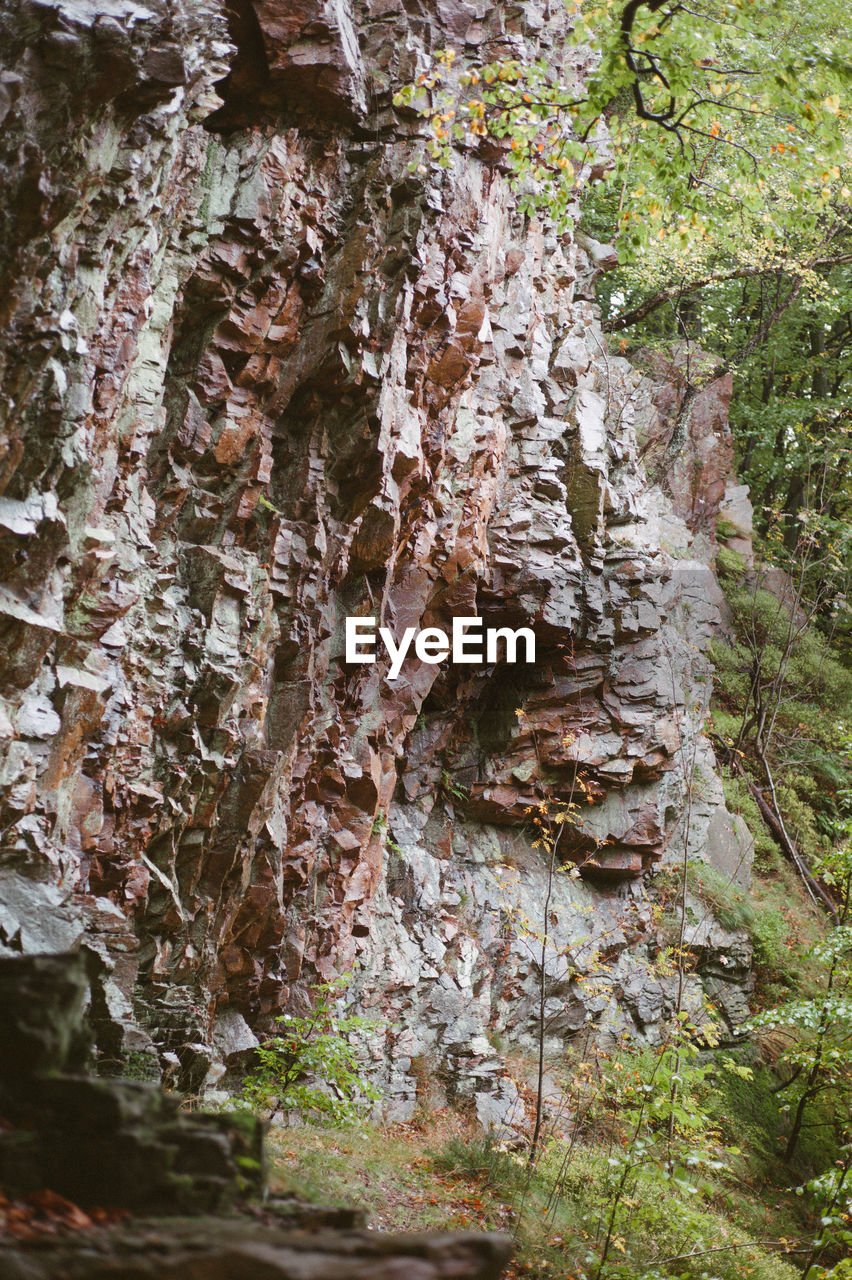 CLOSE-UP OF TREE TRUNK