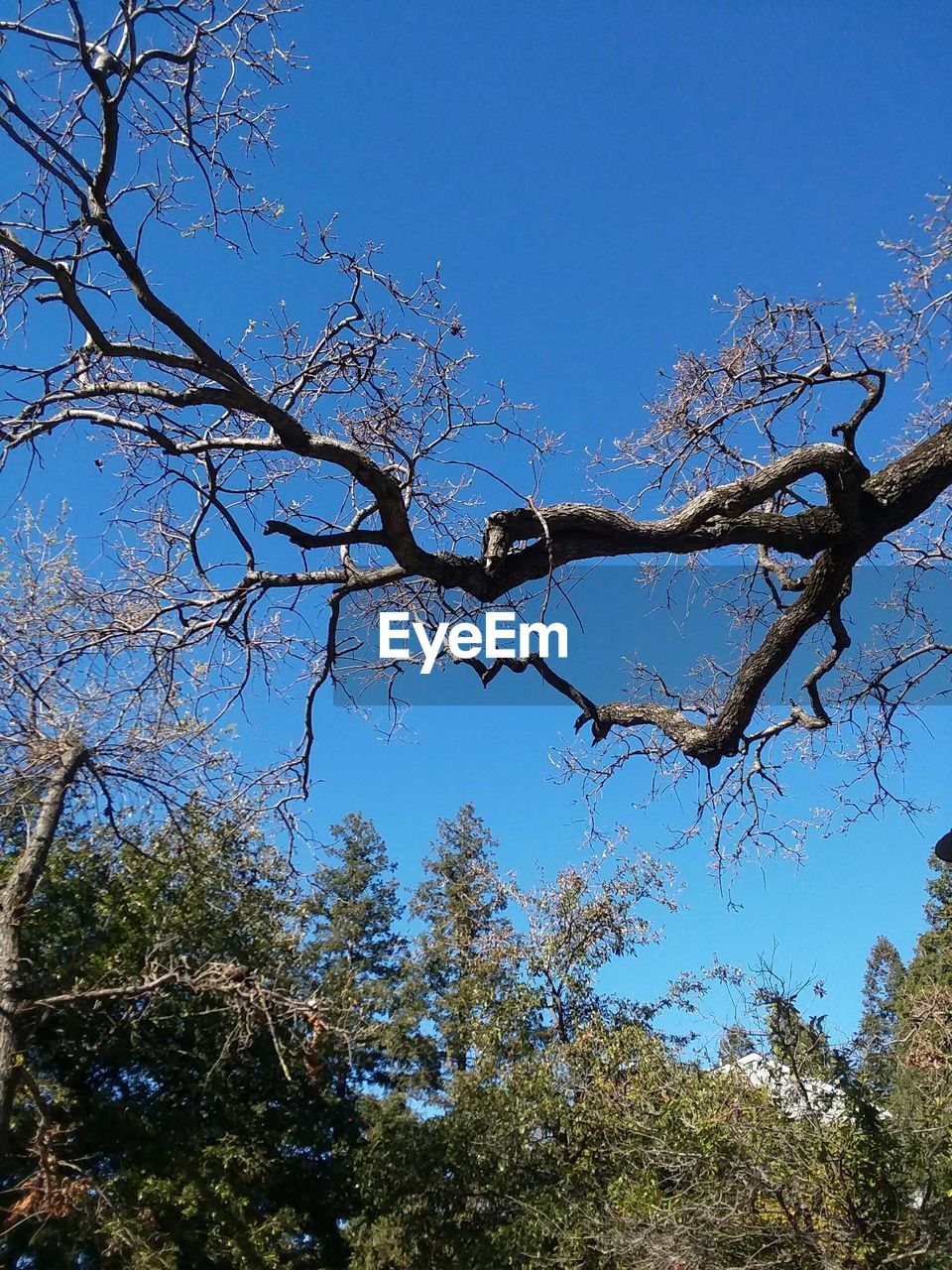 LOW ANGLE VIEW OF DEAD TREE AGAINST BLUE SKY