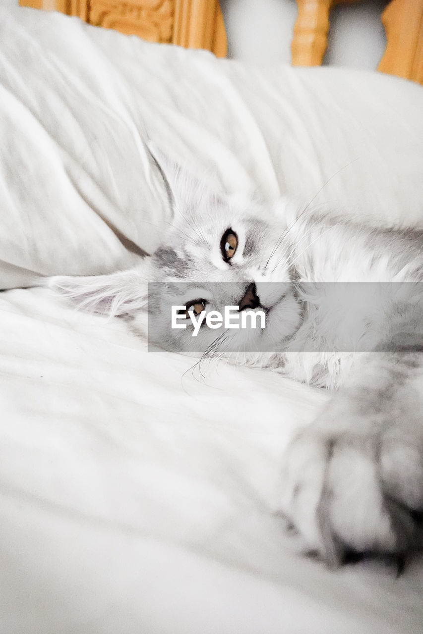 cat, pet, animal, animal themes, domestic animals, mammal, white, bed, domestic cat, one animal, furniture, bedroom, feline, relaxation, indoors, small to medium-sized cats, felidae, domestic room, lying down, no people, portrait, whiskers, close-up, kitten, looking at camera, sheet, linen, cute, resting, comfortable, animal body part, home interior, pillow, selective focus