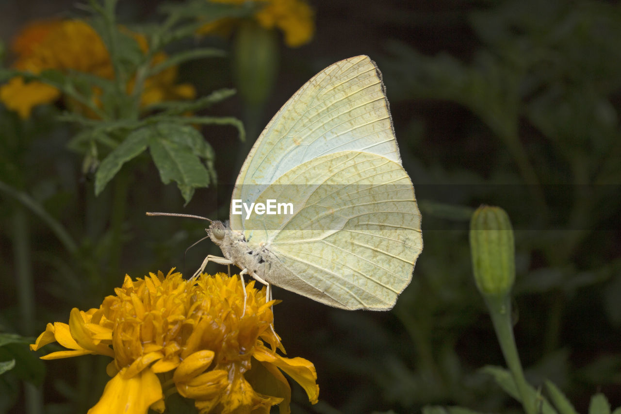 CLOSE-UP OF BUTTERFLY ON YELLOW LEAF