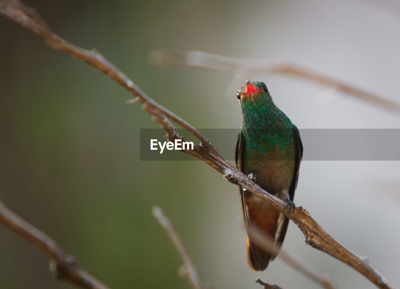 animal themes, animal, bird, animal wildlife, wildlife, nature, close-up, branch, tree, one animal, beak, perching, green, macro photography, plant, no people, hummingbird, outdoors, beauty in nature, focus on foreground, twig, environment, tropical bird, full length, wilderness, forest, day, rainforest, tourism