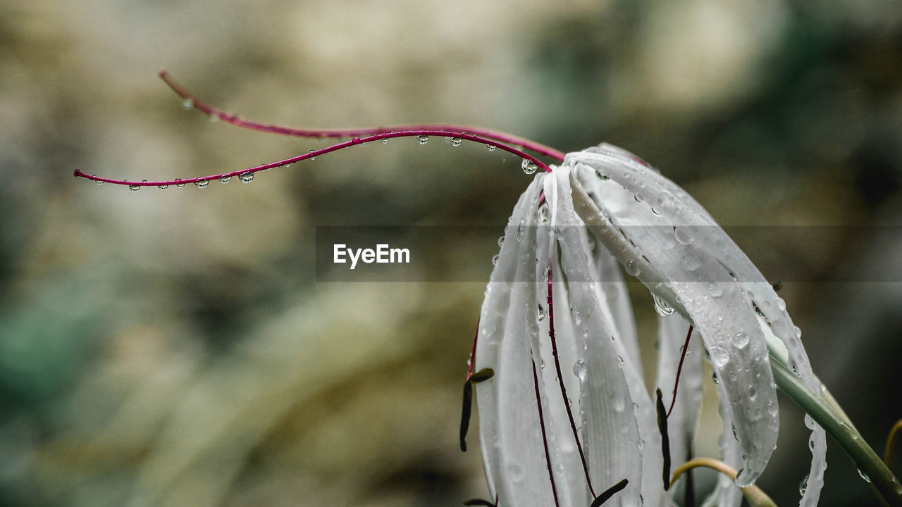 Close-up of wet flower on plant