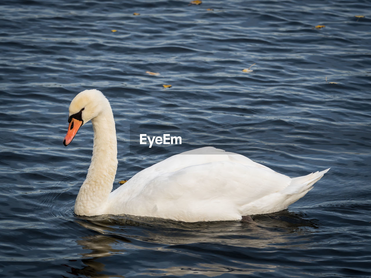 SWAN FLOATING ON LAKE