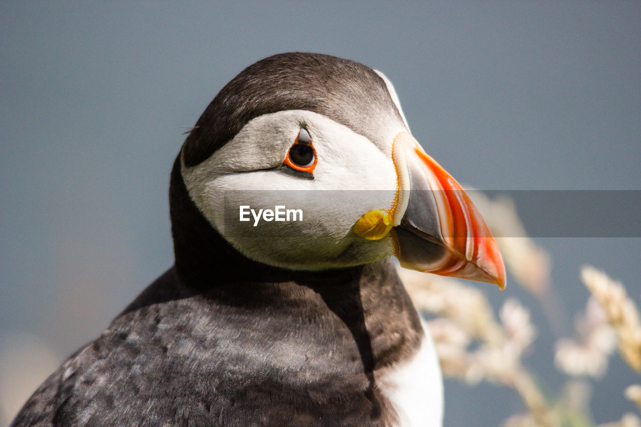 Close-up portrait of puffin against blurred background