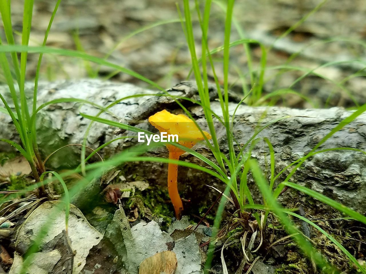 PLANT GROWING ON FIELD