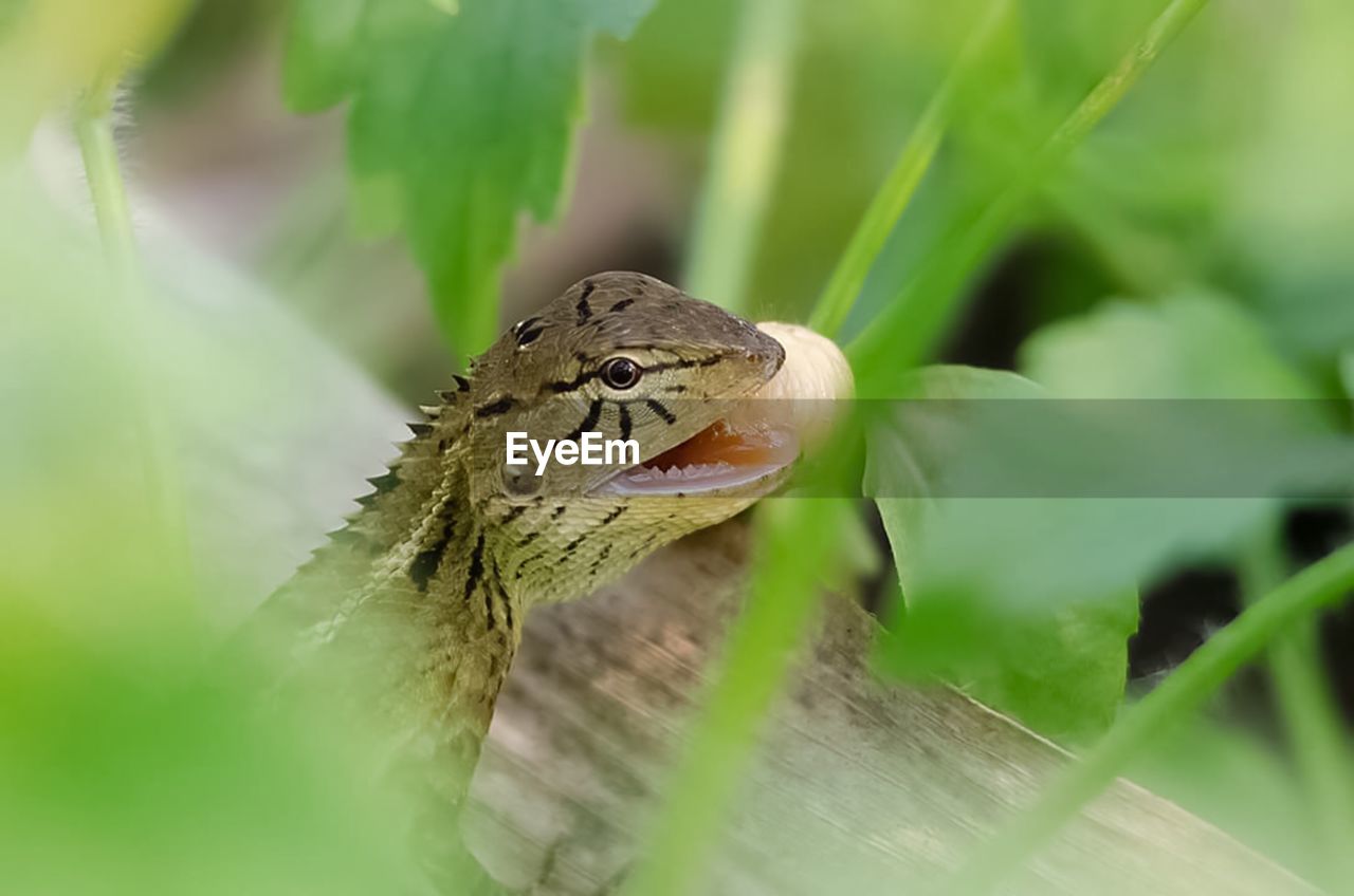 CLOSE-UP OF TURTLE