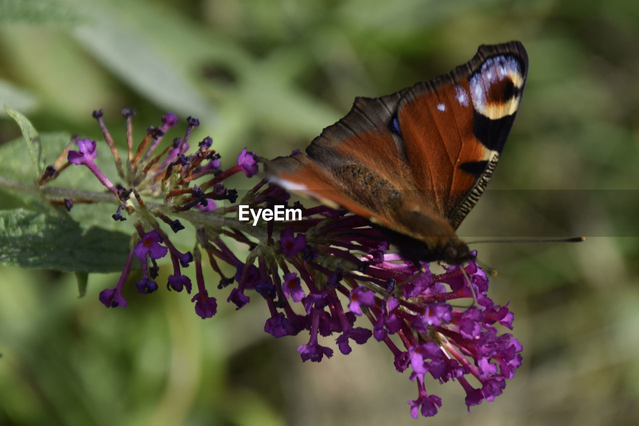 CLOSE-UP OF BUTTERFLY POLLINATING ON FLOWER