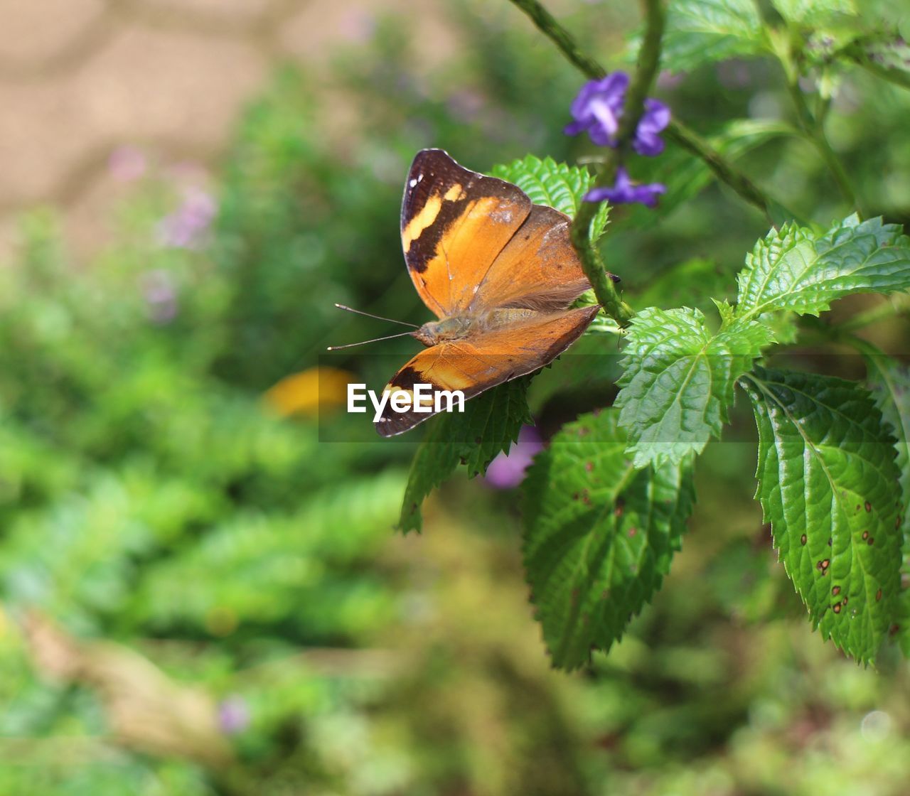 CLOSE-UP OF BUTTERFLY ON PLANT OUTDOORS
