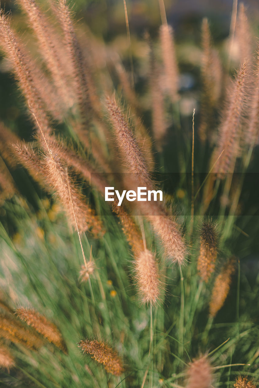 Close-up of plant growing on field