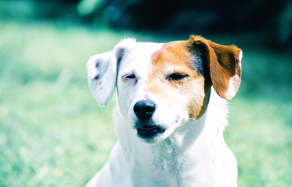 Dog on grassy field