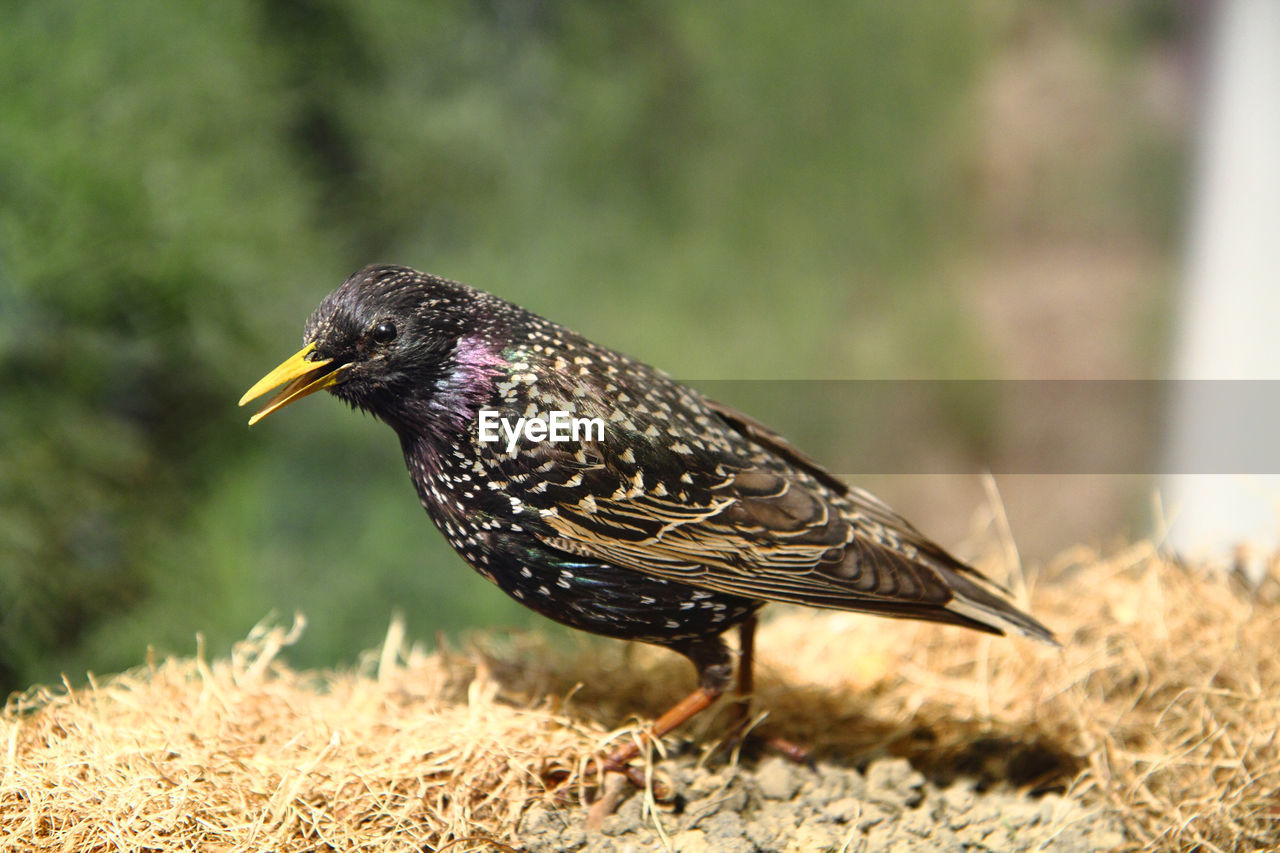 CLOSE-UP OF BIRD