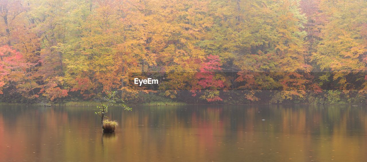 SCENIC VIEW OF LAKE BY AUTUMN TREES
