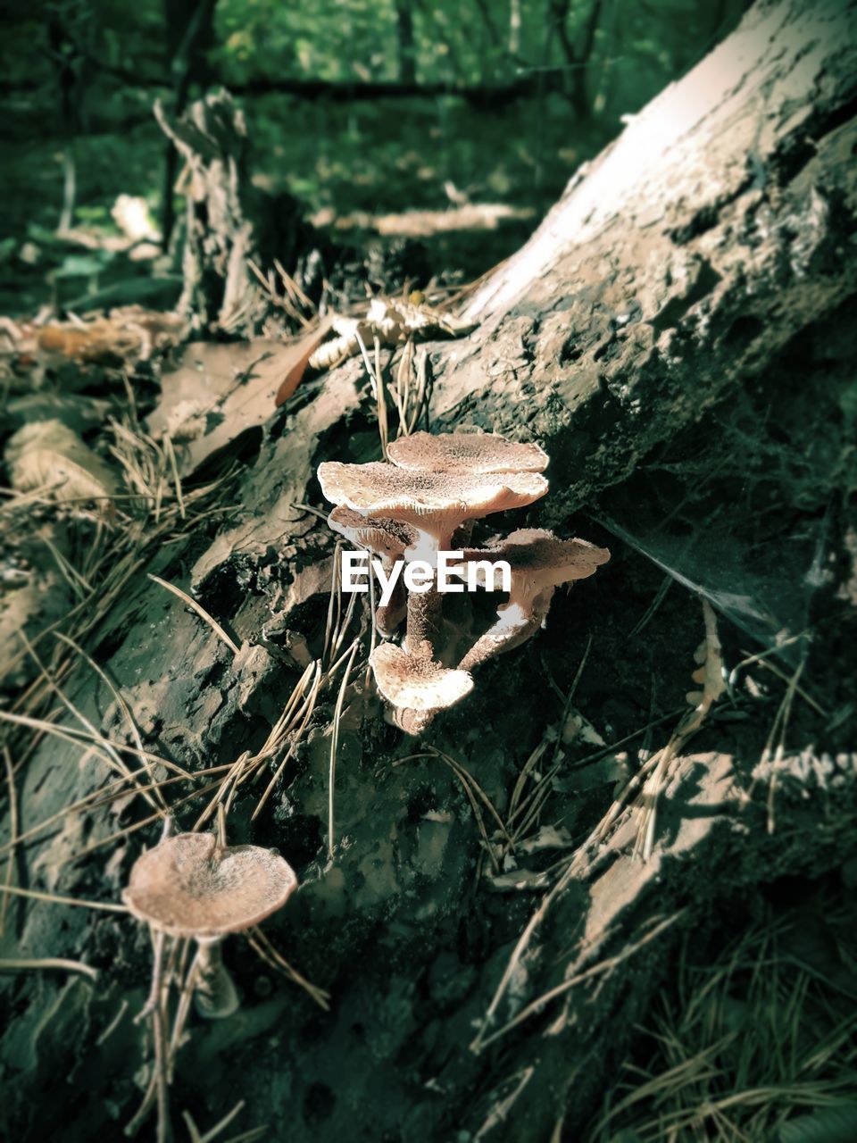 Close-up of mushroom growing in forest