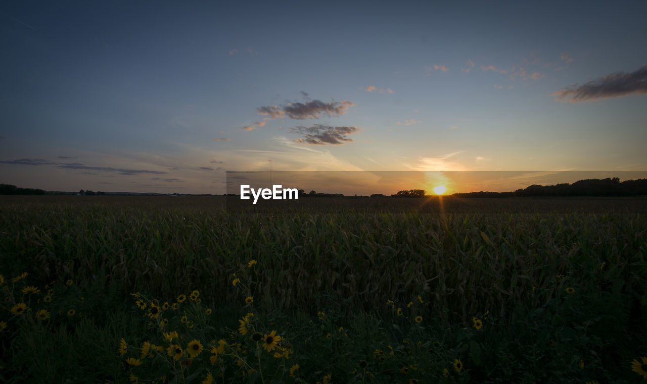 Scenic view of field against sky during sunset