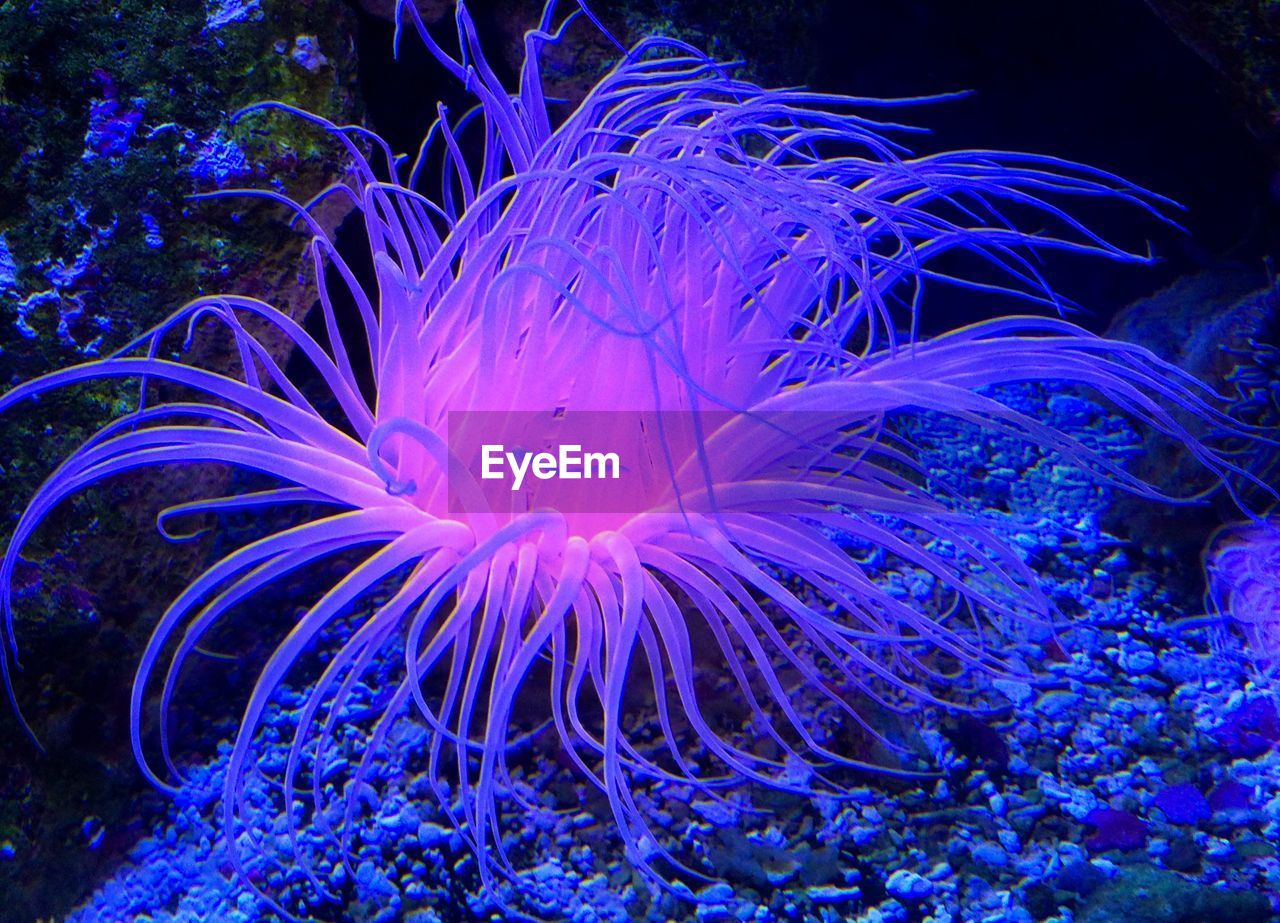 CLOSE-UP OF JELLYFISH ON SEA