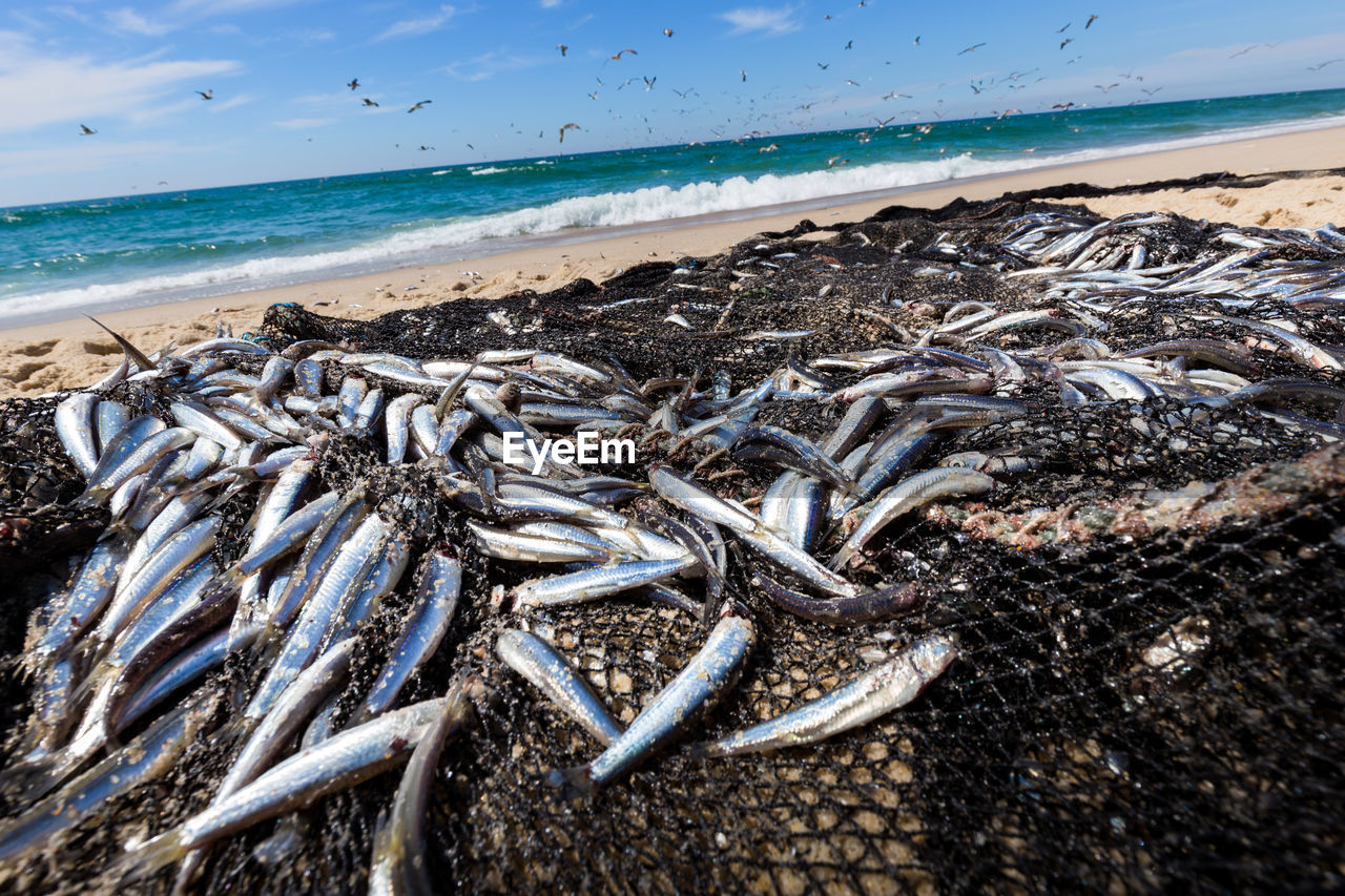 Sardines on net at beach