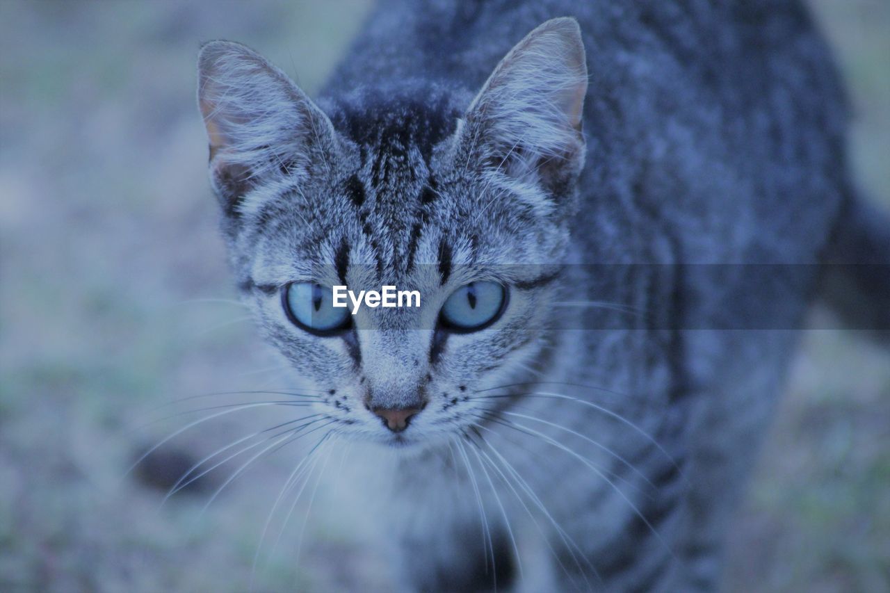CLOSE-UP PORTRAIT OF TABBY