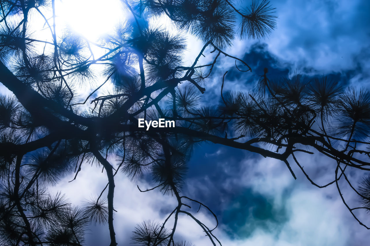 LOW ANGLE VIEW OF TREES AGAINST CLOUDY SKY