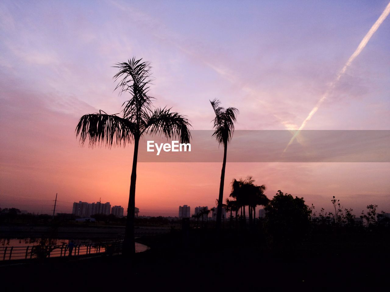 SILHOUETTE OF PALM TREES AT SUNSET