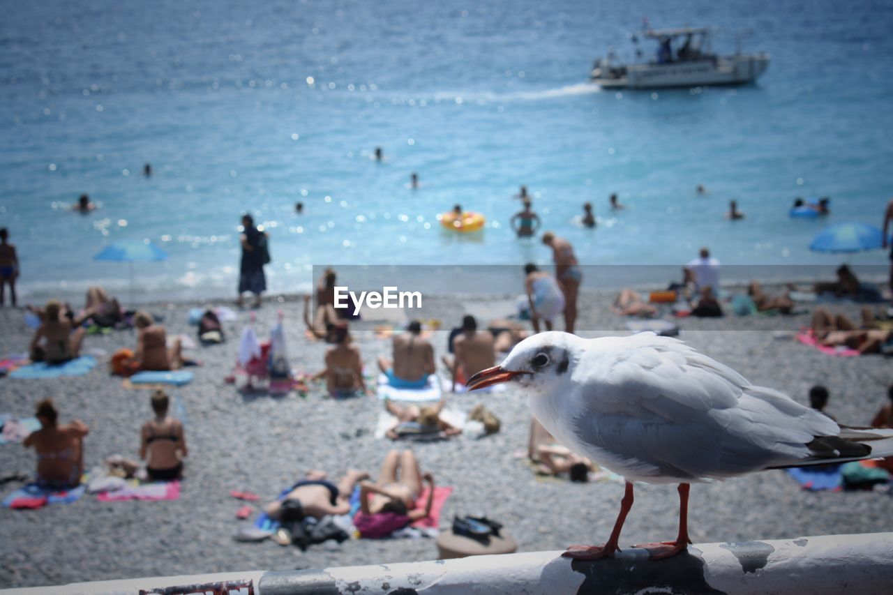 Close up of seagull on beach