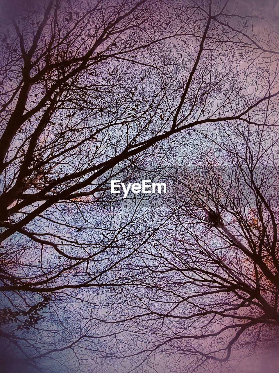 LOW ANGLE VIEW OF BARE TREE AGAINST SKY