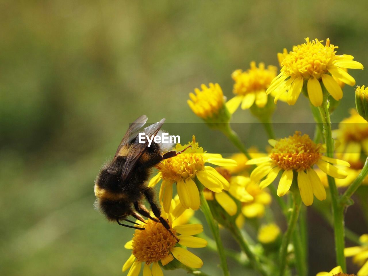 Close-up of bumblebee on yellow flowers blooming outdoors
