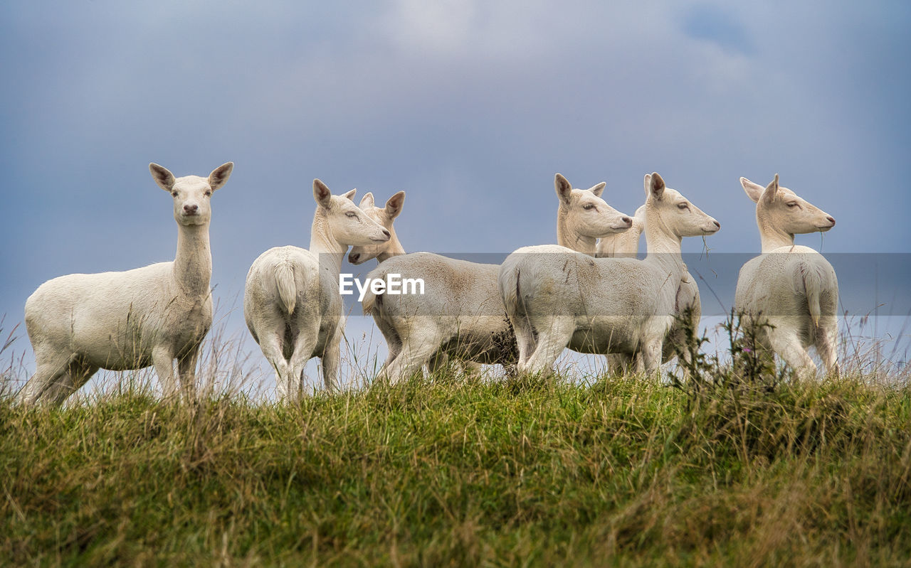 FLOCK OF SHEEP ON FIELD