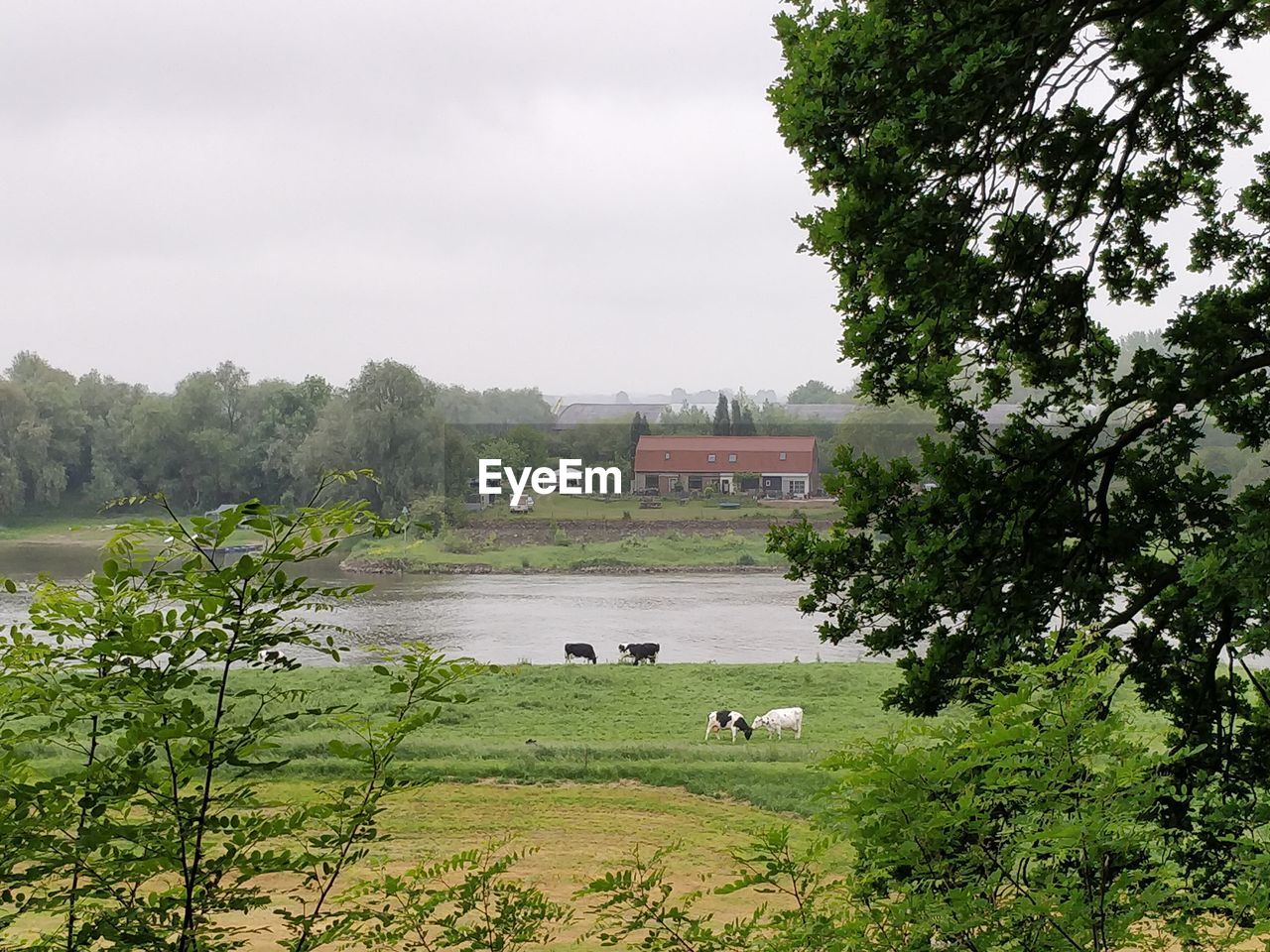 VIEW OF SHEEP ON FIELD