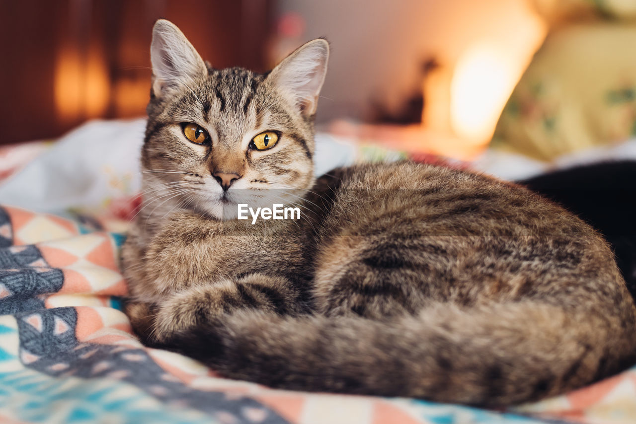 Close-up portrait of cat resting at home