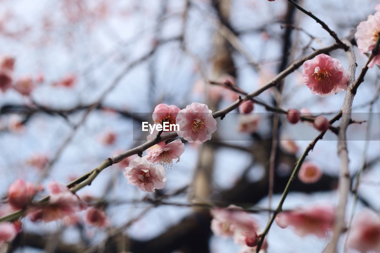 Low angle view of cherry blossom tree