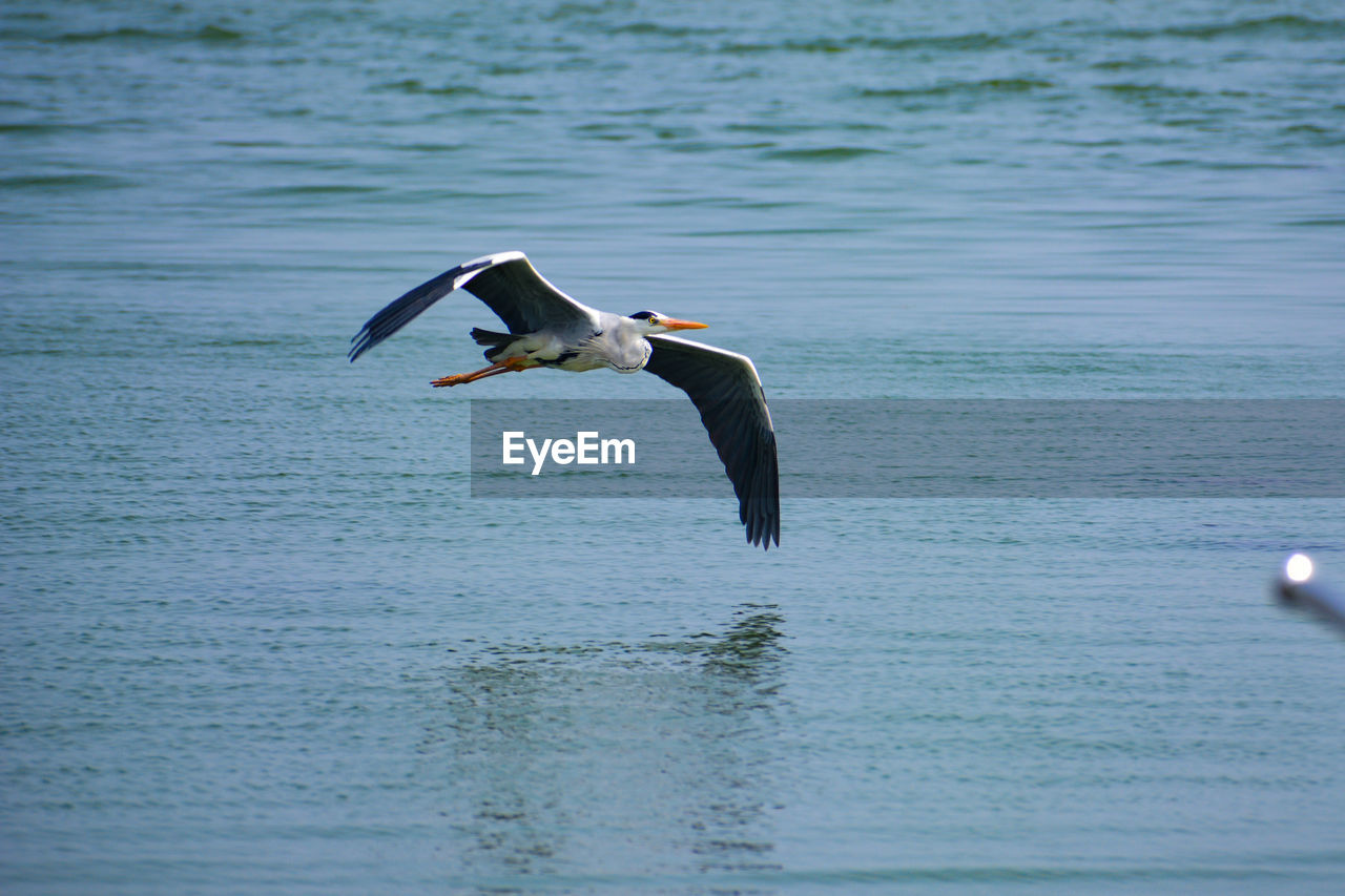 SEAGULL FLYING IN A SEA