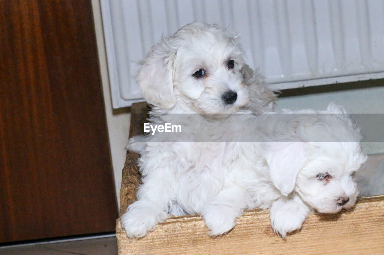 PORTRAIT OF WHITE DOG RELAXING ON FLOOR AT HOME